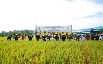 Petani Kuningan sukses tuntaskan 78% panen padi pada Maret 2026, lebih awal dari Pantura. Simak strategi ketahanan pangannya!