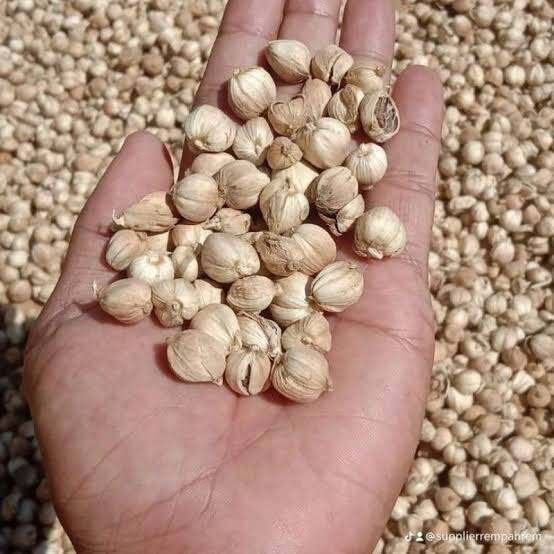 Kapulaga, si Ratu Rempah, terbukti ilmiah sebagai agen anti-peradangan dan anti-bakteri kuat, serta efektif menurunkan tekanan darah dan redakan keinginan minum kopi.