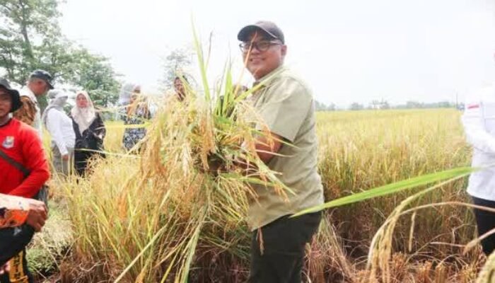 Produksi Beras Melesat! Kuningan Catat Surplus 119 Ribu Ton Selama 2025