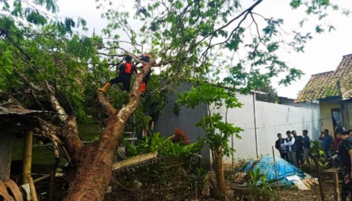 Angin Kencang Tumbangkan Pohon Pete Setinggi 12 Meter, Atap Rumah Warga Kasturi Rusak