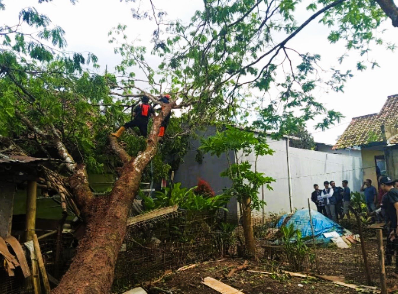 Angin kencang merobohkan pohon pete setinggi 12 meter hingga merusak atap rumah warga Desa Kasturi, BPBD Kuningan melakukan penanganan.
