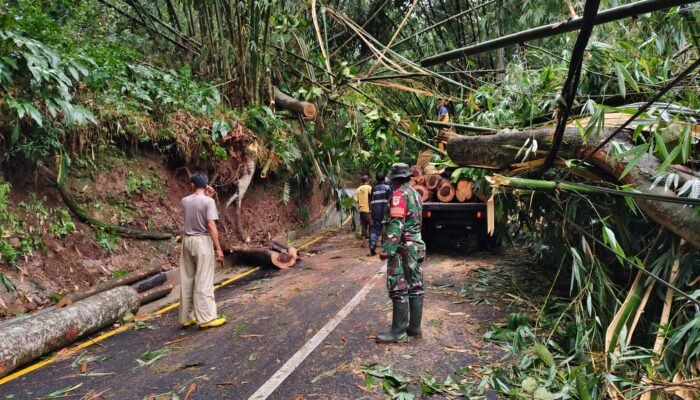 Cuaca Ekstrem Terjang Kuningan, Pohon Tumbang bikin Akses Jalan Terganggu