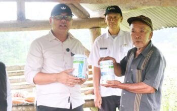 Basmi Tikus hingga Blas, Gerdal OPT Diskatan Kuningan Kebut Pengendalian Hama Padi