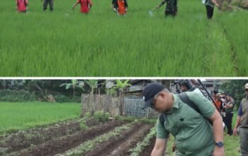 Sawah Dikepung Hama, Kadiskatan Kuningan Turun Tangan Pimpin Gerdal OPT Serentak!