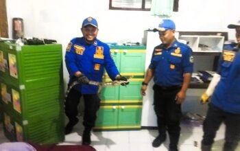Damkar Kuningan menangkap biawak yang bersembunyi di balik lemari rumah Tedy, warga Jalan Juanda, Lamepayung, Kabupaten Kuningan, Jawa Barat, (24/1/2026).