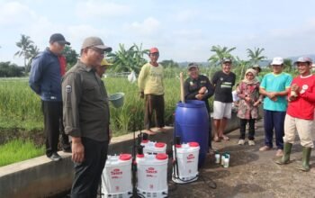 Geger Penyakit Tungro Serang Cikaso, Langkah Berani Wahyu Hidayah Hingga Belepotan Lumpur Selamatkan Petani