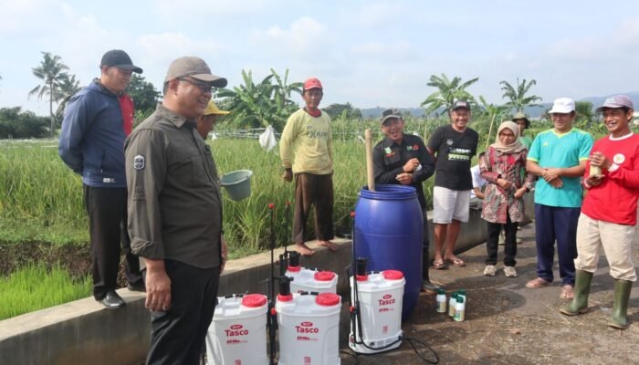 Geger Penyakit Tungro Serang Cikaso, Langkah Berani Wahyu Hidayah Hingga Belepotan Lumpur Selamatkan Petani