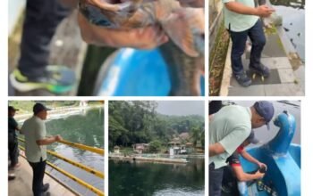 Mortalitas Ikan Dewa Balong Girang Cigugur Jadi Perhatian? Analisis Penyebab, Pemkab Kuningan Lakukan Investigasi