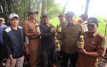 Gerdal OPT: Gerak Cepat Diskatan Kuningan Amankan Belasan Hektare Sawah dari Serangan Penyakit Hawar Daun