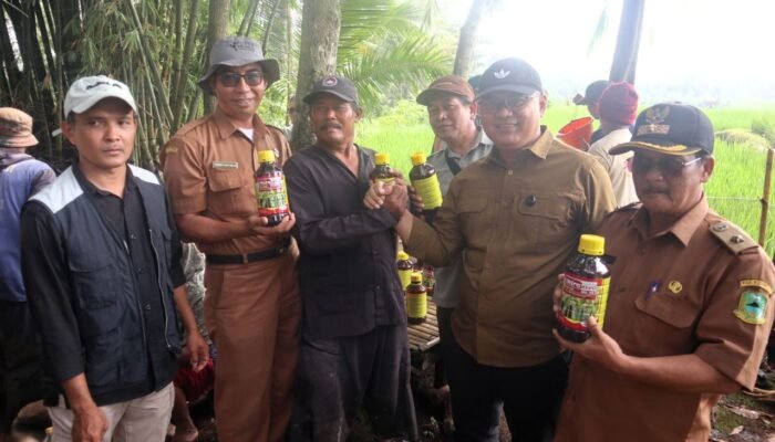 Gerdal OPT: Gerak Cepat Diskatan Kuningan Amankan Belasan Hektare Sawah dari Serangan Penyakit Hawar Daun