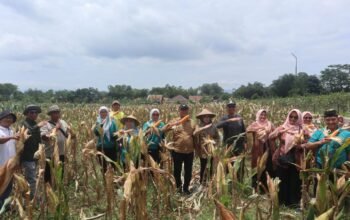 Kabupaten Kuningan, Jawa Barat, perkuat hilirisasi jagung pakan demi stabilitas peternakan dan kemandirian pangan daerah berkelanjutan.