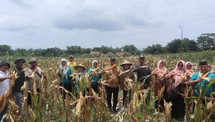 Hanya dalam 2 Bulan, Petani Kuningan Panen 8 Ribu Ton Jagung Sokong Kemandirian Pakan Ternak