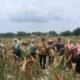Hanya dalam 2 Bulan, Petani Kuningan Panen 8 Ribu Ton Jagung Sokong Kemandirian Pakan Ternak
