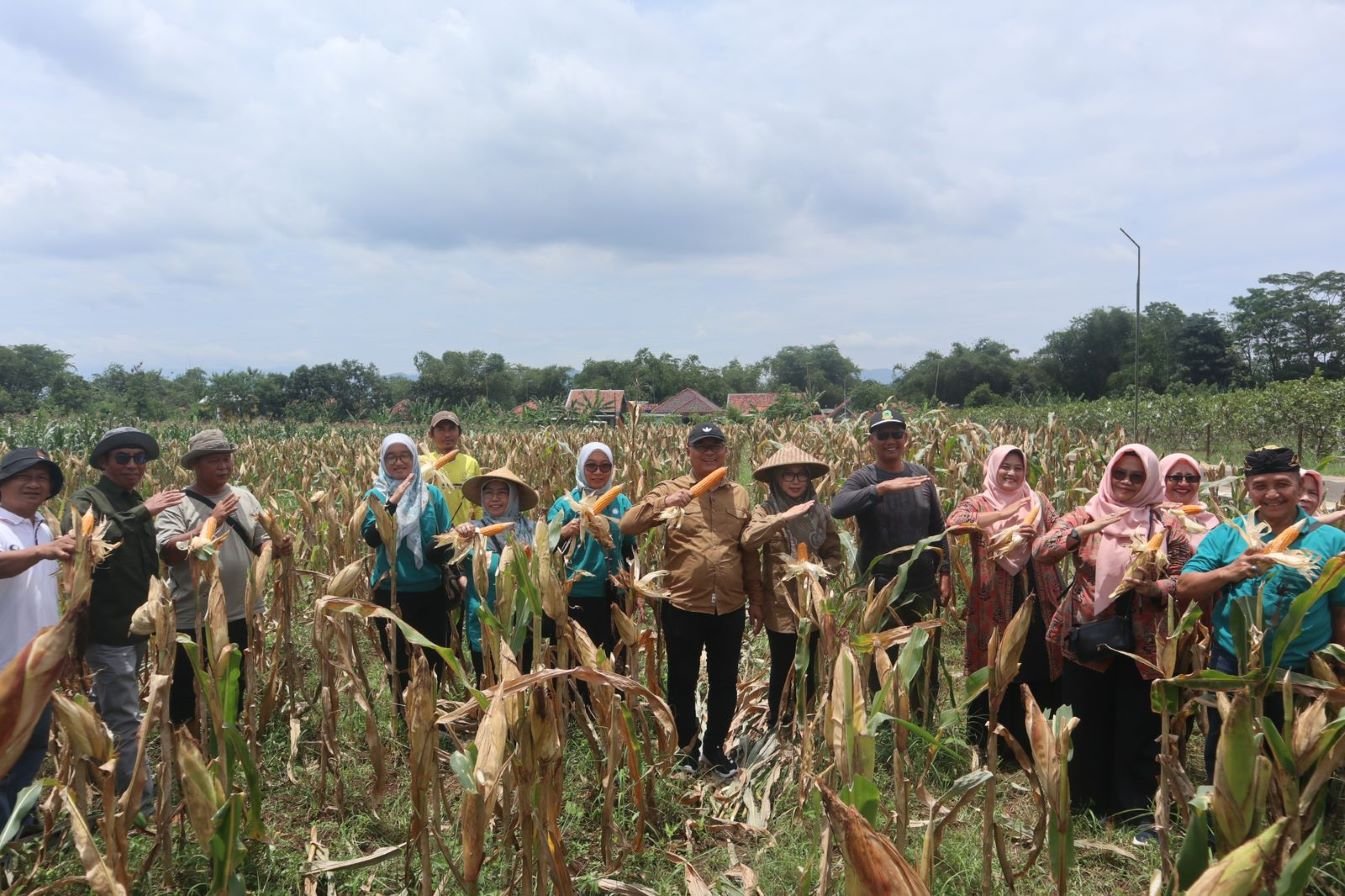 Kabupaten Kuningan, Jawa Barat, perkuat hilirisasi jagung pakan demi stabilitas peternakan dan kemandirian pangan daerah berkelanjutan.
