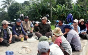 Duduk di Pematang Sawah, Diskatan Kuningan Ajak Petani Cikaso Basmi Hama Wereng