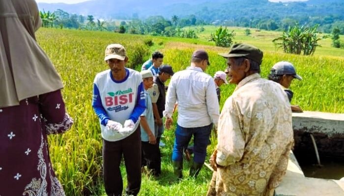 Aksi Cepat di Cikadu: Jurus Diskatan Kuningan Putus Siklus Hama Tikus yang Resahkan Petani