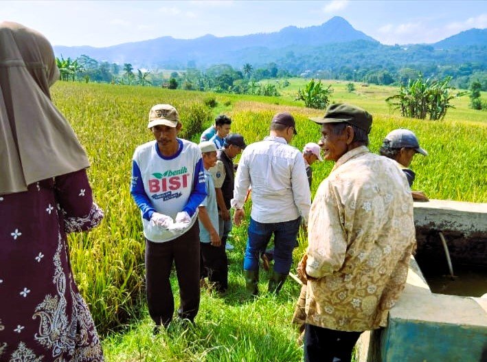 Hama tikus serang sawah di Ciakdu - Nusaherang, Diskatan Kuningan gerak cepat amankan 10 hektare padi, (25/4/2026).