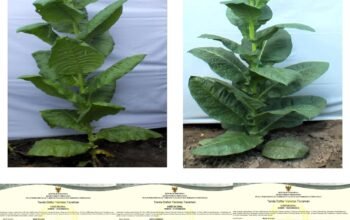 Kuningan tambah dua varietas tembakau bersertifikat, total jadi empat. Dorong daya saing petani dan perluas akses pasar nasional.