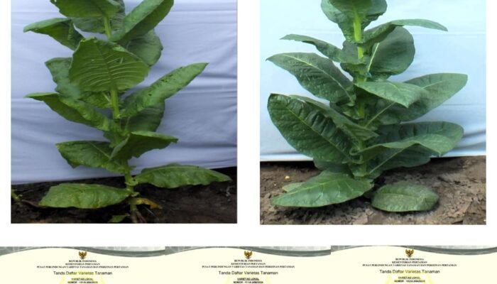 Naik Kelas! Tembakau Asal Garawangi dan Cibeureum Kuningan Akhirnya Diakui Nasional