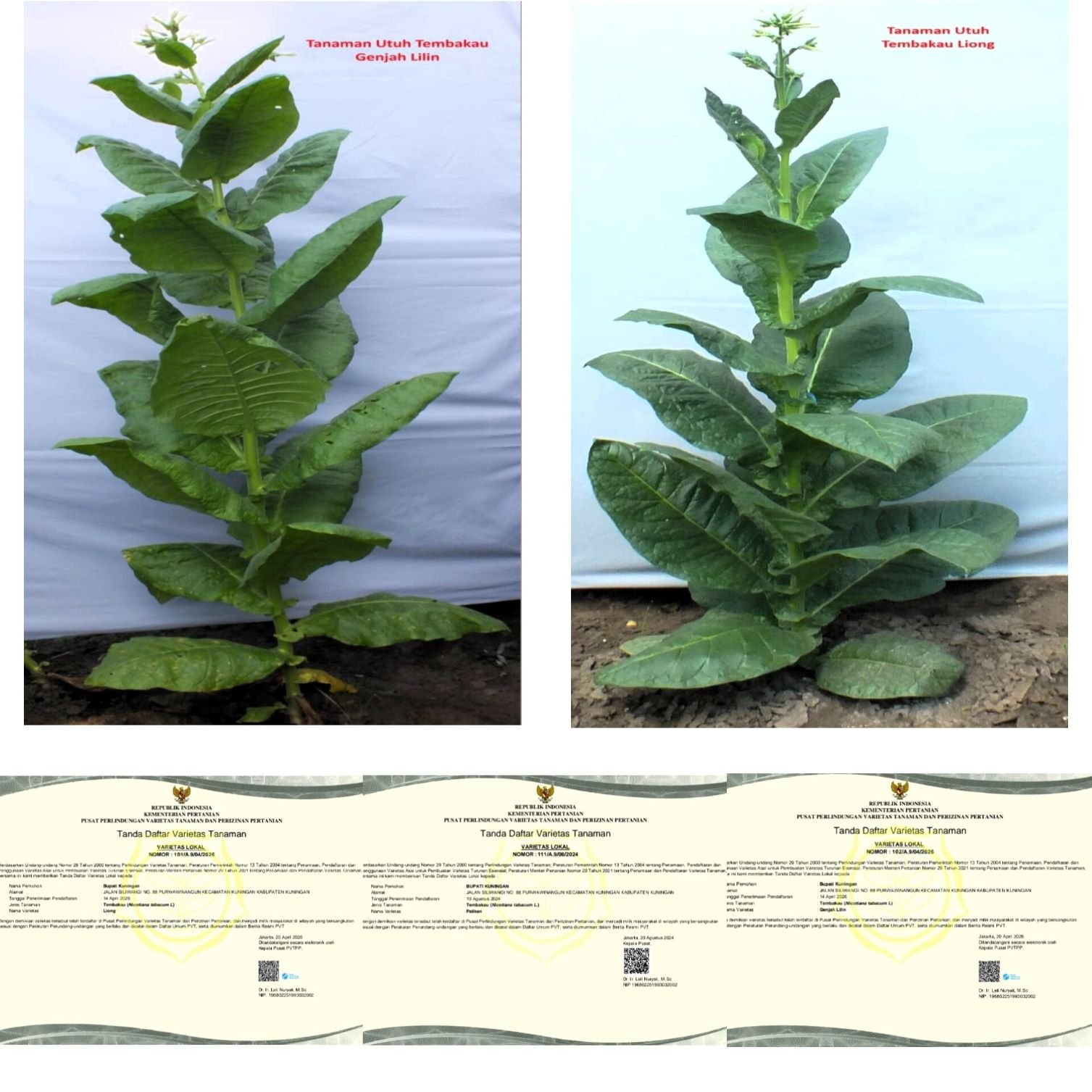 Kuningan tambah dua varietas tembakau bersertifikat, total jadi empat. Dorong daya saing petani dan perluas akses pasar nasional.